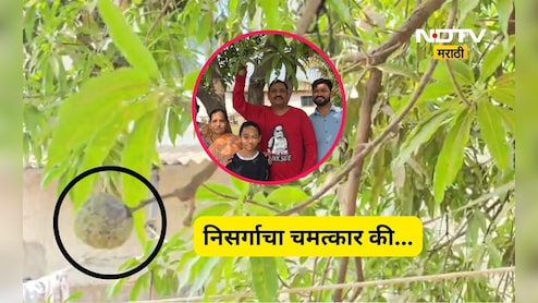 Trending News: बाप रे! हे कसं शक्य आहे? आंब्याच्या झाडाला आली शिताफळं, निसर्गाचा चमत्कार की अजून काय?