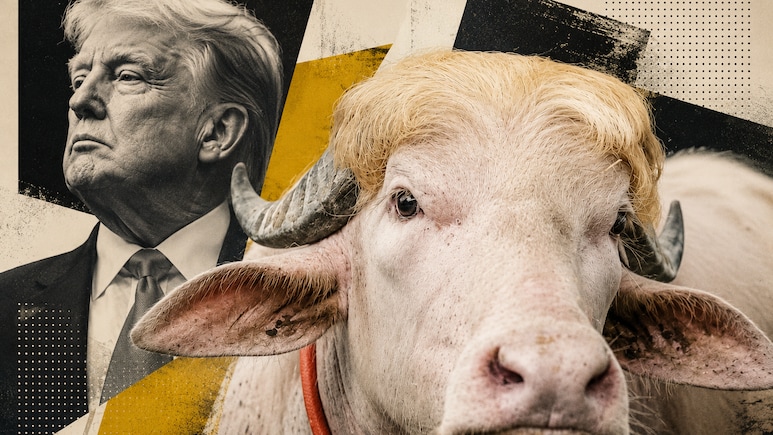 Meet The Donald Trump' Buffalo That's Drawing Crowds Ahead of Eid
