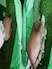 3,500 kg Of Saunf Adulterated With Unsafe Green Colour Seized In Gujarat