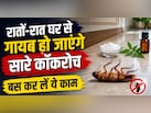 कॉकरोच का खात्मा करने के लिए क्या करें? किचन में रखी इन चीजों से बनाएं कॉकरोच मारने वाली दवा