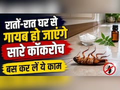 कॉकरोच का खात्मा करने के लिए क्या करें? किचन में रखी इन चीजों से बनाएं कॉकरोच मारने वाली दवा