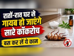 कॉकरोच का खात्मा करने के लिए क्या करें? किचन में रखी इन चीजों से बनाएं कॉकरोच मारने वाली दवा