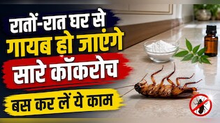 कॉकरोच का खात्मा करने के लिए क्या करें? किचन में रखी इन चीजों से बनाएं कॉकरोच मारने वाली दवा
