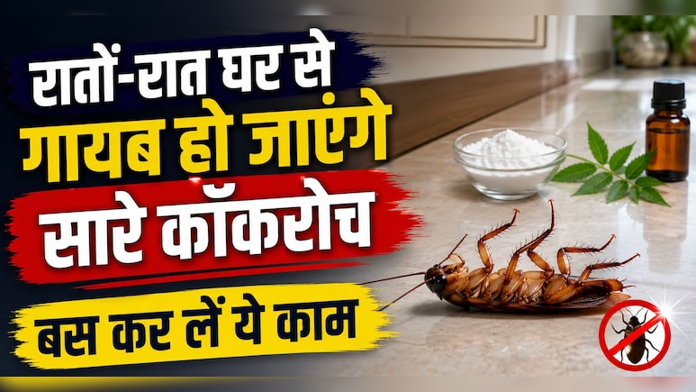 कॉकरोच का खात्मा करने के लिए क्या करें? किचन में रखी इन चीजों से बनाएं कॉकरोच मारने वाली दवा