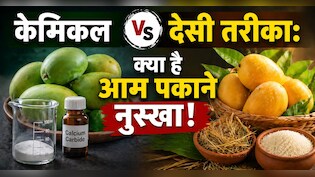 ​Natural Mango Ripening Tips: बिना केमिकल आम पकाने का देसी नुस्खा