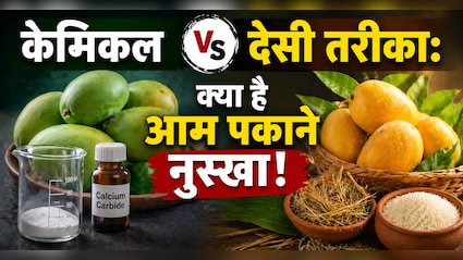 ​Natural Mango Ripening Tips: बिना केमिकल आम पकाने का देसी नुस्खा
