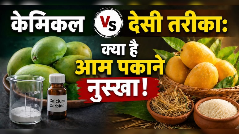 ​Natural Mango Ripening Tips: बिना केमिकल आम पकाने का देसी नुस्खा