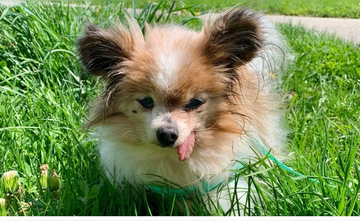 Lazare, Believed To Be World's Oldest Dog, Dies At 30