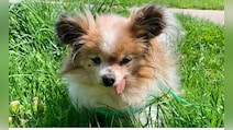 Lazare, Believed To Be World's Oldest Dog, Dies At 30
