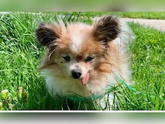 Lazare, Believed To Be World's Oldest Dog, Dies At 30