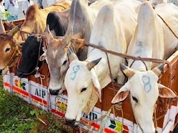 Chadrapur News : गुन्हेगारी जगतात खळबळ! महाराष्ट्रात गोवंश तस्करांवर पहिल्यांदाच मकोका; सर्वात मोठी कारवाई