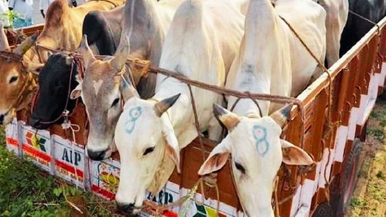 Chadrapur News : गुन्हेगारी जगतात खळबळ! महाराष्ट्रात गोवंश तस्करांवर पहिल्यांदाच मकोका; सर्वात मोठी कारवाई