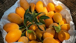 Heatwaves And Unseasonal Rain Destroys 80% Of Konkan's Alphonso Mangoes, Prices Up By 30%