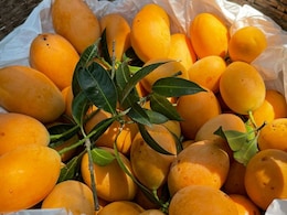 Heatwaves And Unseasonal Rain Destroys 80% Of Konkan's Alphonso Mangoes, Prices Up By 30%