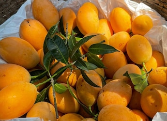 Heatwaves And Unseasonal Rain Destroys 80% Of Konkan's Alphonso Mangoes, Prices Up By 30%