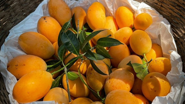 Heatwaves And Unseasonal Rain Destroys 80% Of Konkan's Alphonso Mangoes, Prices Up By 30%