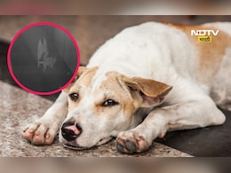 Pune Shocking: श्वानावर नराधमाचा अत्याचार, CCTV मुळे उघड झाली घटना, प्राणीप्रेमींमध्ये संताप