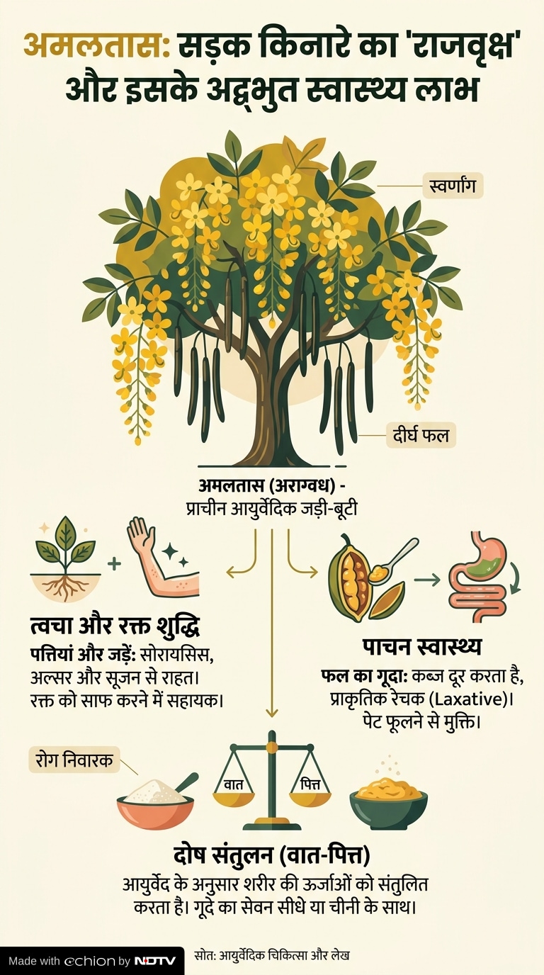 अमलतास के फायदे, Amaltas benefits in Hindi, Cassia fistula benefits, कब्ज का घरेलू इलाज, आयुर्वेदिक जड़ी-बूटी, digestion improvement remedies, skin problems Ayurvedic treatment, Latest and Breaking News on NDTV