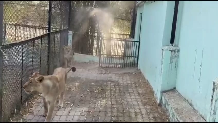 Beat The Heat: Air Conditioners and Coolers Installed For Lions at Etawah Safari Park. Beat The Heat: Air Conditioners and Coolers Installed For Lions at Etawah Safari Park.