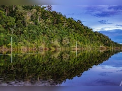 Amazon Rainforest Near 