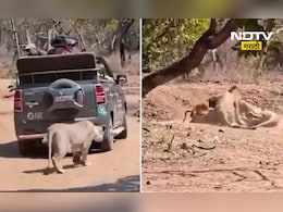 Viral Video: दबा धरला, हल्ला केला! सिंहीणीने पर्यटकांच्या गाडीसमोरच केली शिकार, काळजाचा ठोका चुकवणारा Video