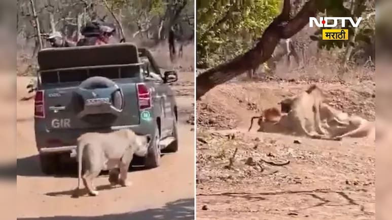 Viral Video: दबा धरला, हल्ला केला! सिंहीणीने पर्यटकांच्या गाडीसमोरच केली शिकार, काळजाचा ठोका चुकवणारा Video