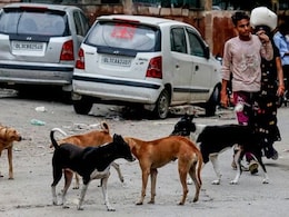 नसबंदी में घोटाला, ग्वालियर में 656 कुत्तों की बंध्याकरण का एफिडेविट निकला फर्जी, डॉक्टर पर FIR