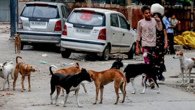 नसबंदी में घोटाला, ग्वालियर में 656 कुत्तों की बंध्याकरण का एफिडेविट निकला फर्जी, डॉक्टर पर FIR