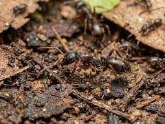 Venomous Asian Needle Ant Prompts Scare In US: What To Do When You Get An Ant Bite
