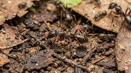 Venomous Asian Needle Ant Prompts Scare In US: What To Do When You Get An Ant Bite