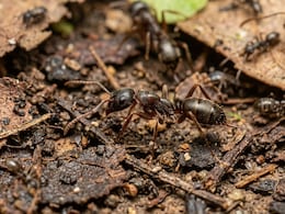 Venomous Asian Needle Ant Prompts Scare In US: What To Do When You Get An Ant Bite