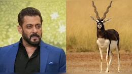 काले ह&zwj;िरण श&zwj;िकार केस में सलमान खान के वकील ने हाई कोर्ट से मांगा समय, अब 13 जुलाई को होगी सुनवाई