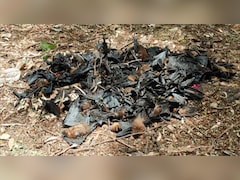 बालोद में चमगादड़ों की रहस्यमयी मौत, दल्लीराजहरा में रोज 50-70 मृत, जांच के लिए सैंपल भोपाल भेजे