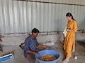 &nbsp;अब केला उत्पादक किसान बनाएंगे चिप्स, &nbsp;लाखों का पैकेज ठुकरा कर किसान की बेटी ने शुरू किया चिप्स स्टार्टअप
