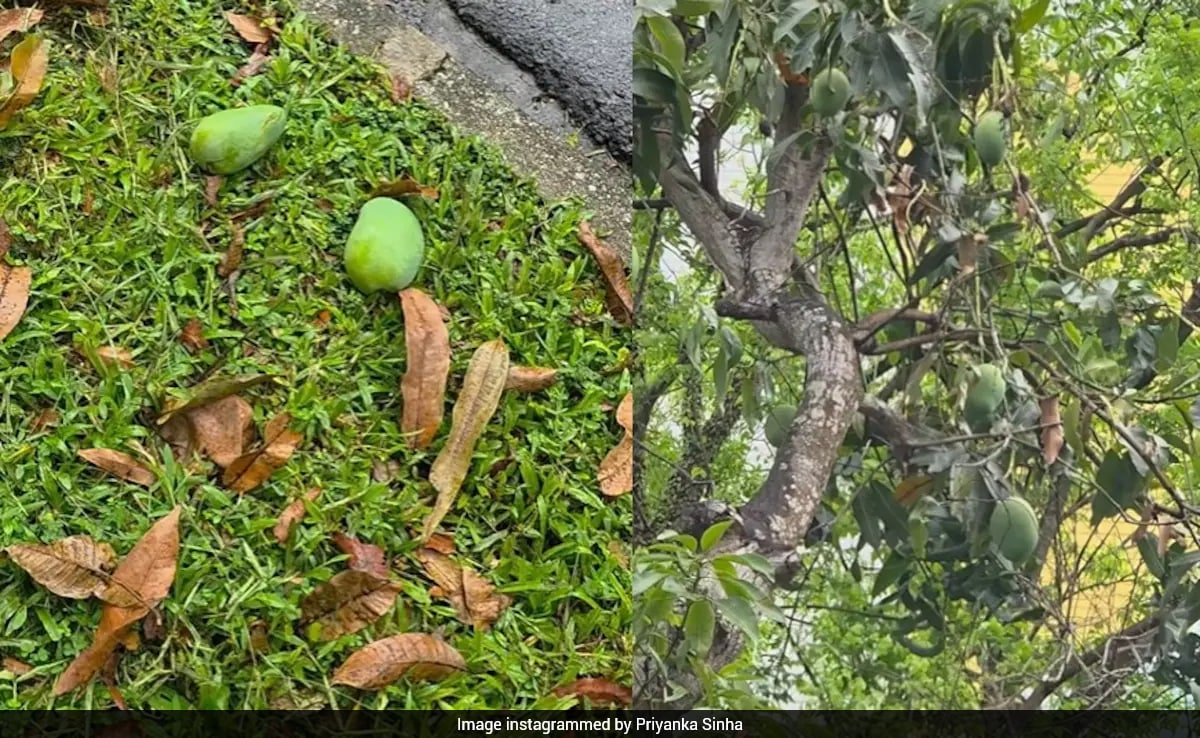 सावधान! भूलकर भी मत उठाना पेड़ से गिरा फल! नहीं तो लग सकता है 3.75 लाख का जुर्माना
