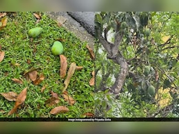सावधान! भूलकर भी मत उठाना पेड़ से गिरा फल! नहीं तो लग सकता है 3.75 लाख का जुर्माना