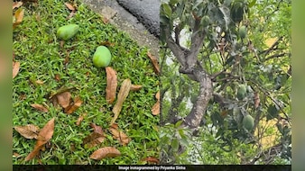 सावधान! भूलकर भी मत उठाना पेड़ से गिरा फल! नहीं तो लग सकता है 3.75 लाख का जुर्माना