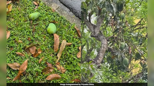 सावधान! भूलकर भी मत उठाना पेड़ से गिरा फल! नहीं तो लग सकता है 3.75 लाख का जुर्माना