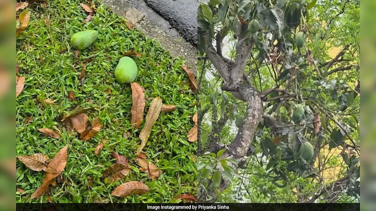 सावधान! भूलकर भी मत उठाना पेड़ से गिरा फल! नहीं तो लग सकता है 3.75 लाख का जुर्माना
