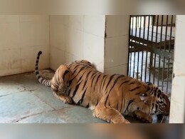 आमेर के नाहरगढ़ बायोलॉजिकल पार्क से दुखद खबर, जन्म के अगले दिन नवजात बाघ शावक की मौत