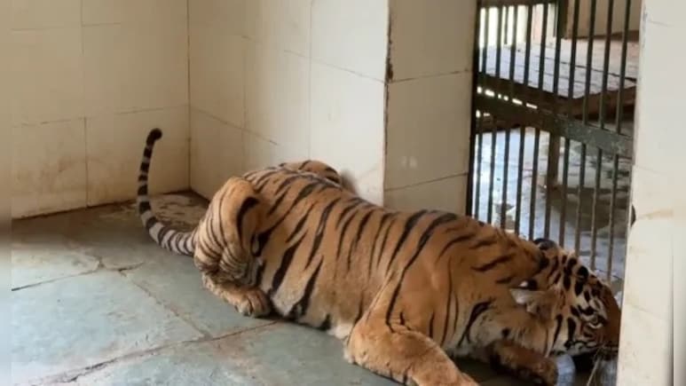 आमेर के नाहरगढ़ बायोलॉजिकल पार्क से दुखद खबर, जन्म के अगले दिन नवजात बाघ शावक की मौत