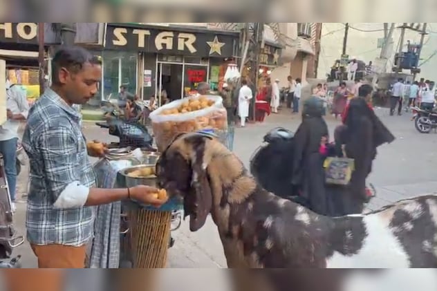 गोल गप्पे खाता हुआ लाडू बकरा गोल गप्पे खाता हुआ लाडू बकरा