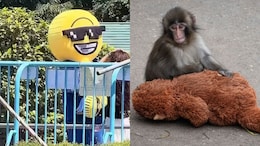 Two Americans Arrested For Breaking Into Punch The Monkey's Zoo Enclosure