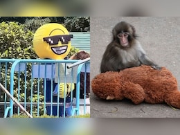 Two Americans Arrested For Breaking Into Punch The Monkey's Zoo Enclosure