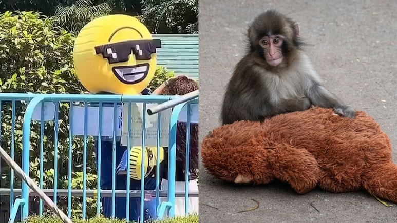 Two Americans Arrested For Breaking Into Punch The Monkey's Zoo Enclosure