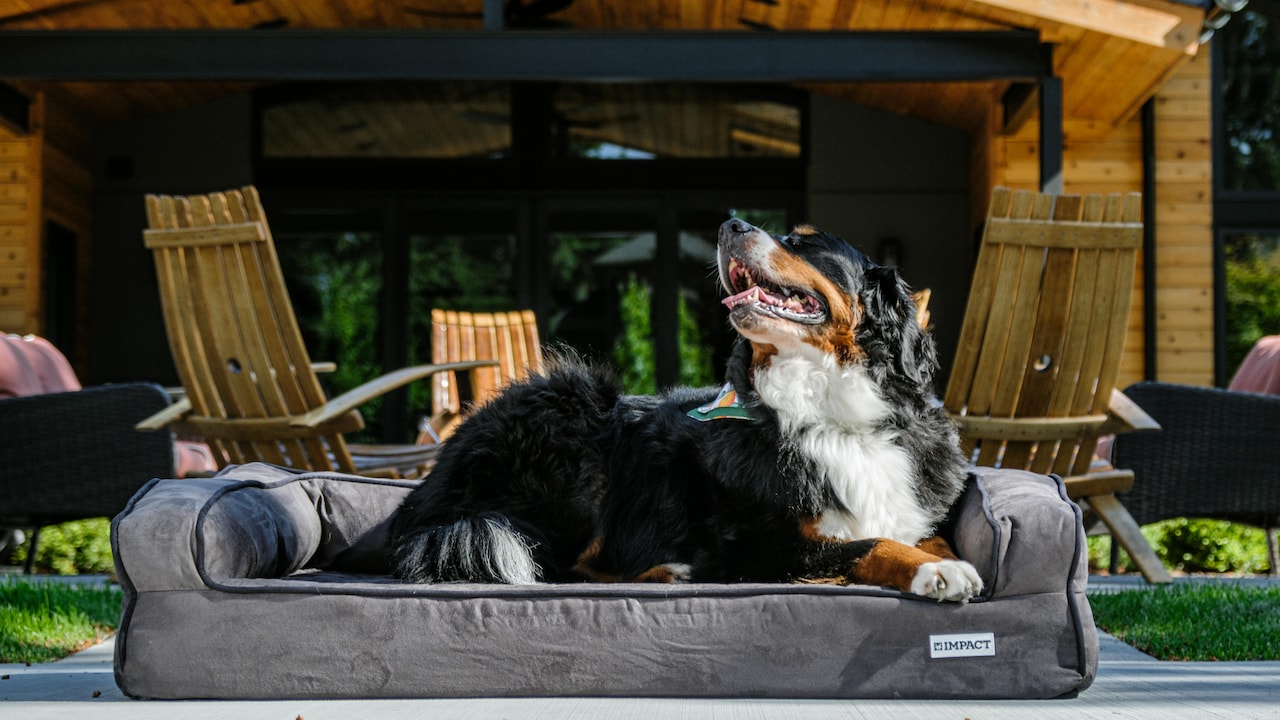 Dog Beds Smelling Quickly? Easy Fixes That Work