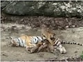 3 शावकों को दूध पिला रही थी बाघिन, तभी चौथे शावक ने पेट पर लगाई छलांग; रणथंभौर से सामने आया वीडियो