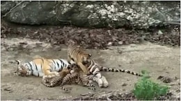 3 शावकों को दूध पिला रही थी बाघिन, तभी चौथे शावक ने पेट पर लगाई छलांग; रणथंभौर से सामने आया वीडियो