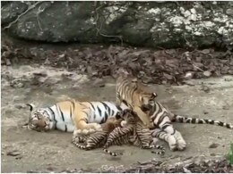 3 शावकों को दूध पिला रही थी बाघिन, तभी चौथे शावक ने पेट पर लगाई छलांग; रणथंभौर से सामने आया वीडियो