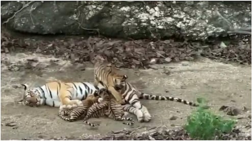3 शावकों को दूध पिला रही थी बाघिन, तभी चौथे शावक ने पेट पर लगाई छलांग; रणथंभौर से सामने आया वीडियो